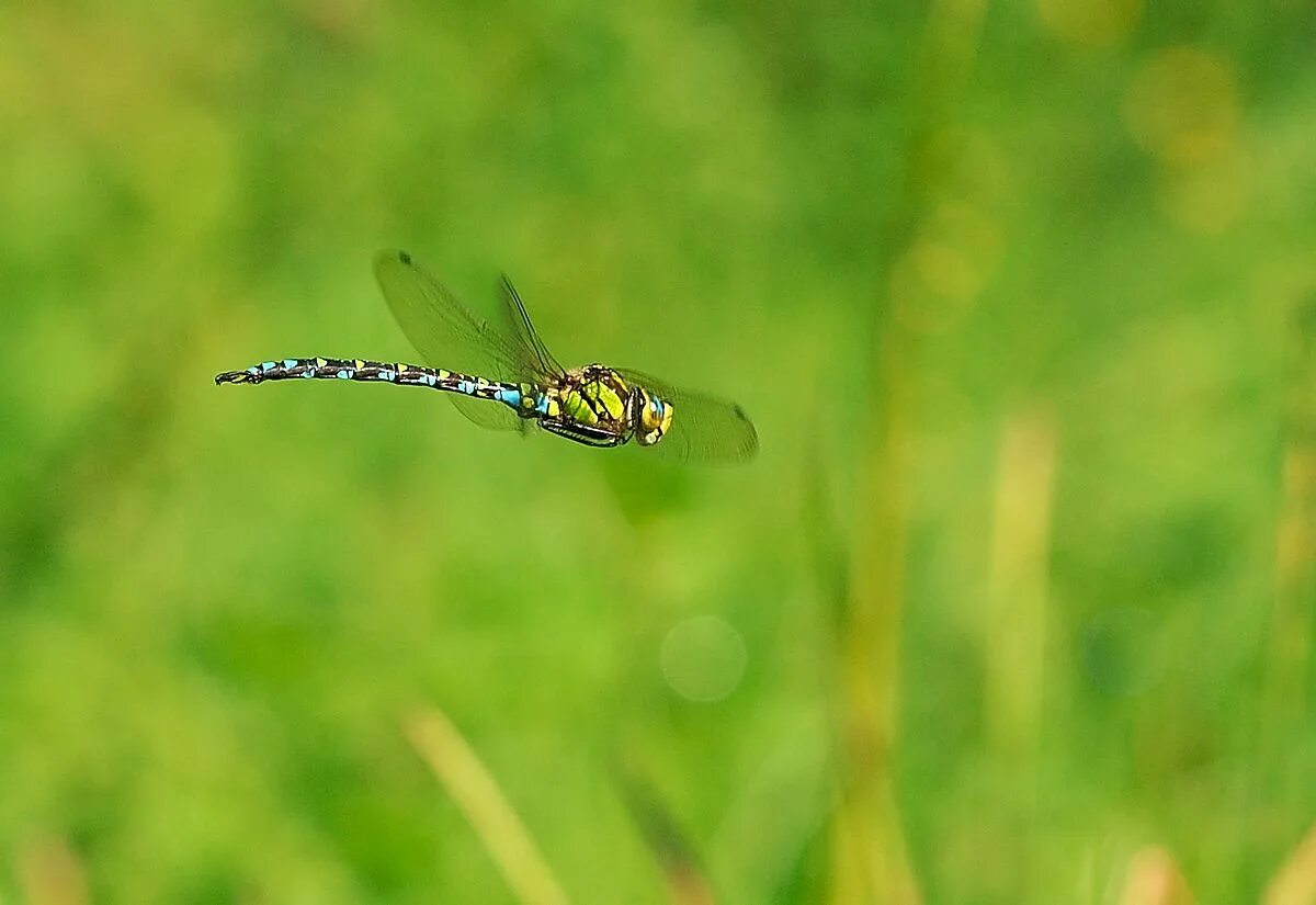 Полет стрекозы фото File:Aeshna cyanea male Luc Viatour 3.jpg - Wikimedia Commons