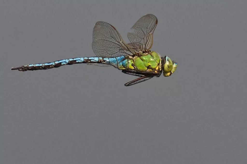 Полет стрекозы фото Hawker dragonfly in flight This dragonfly was travelling v. Flickr