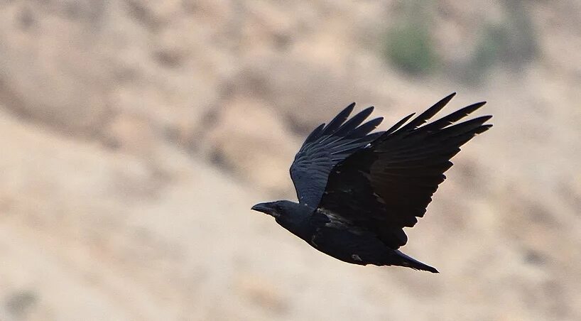 Полет вороны фото Не ворОны, а вОроны... Определена как Corvus rhipidurus - щетинистая ворона. - П