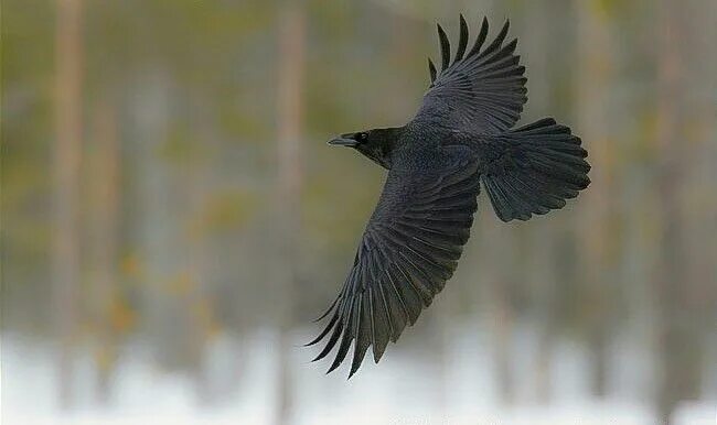 Полет вороны фото Pin by Té Nocturno on Animals Raven pictures, Raven, Raven bird