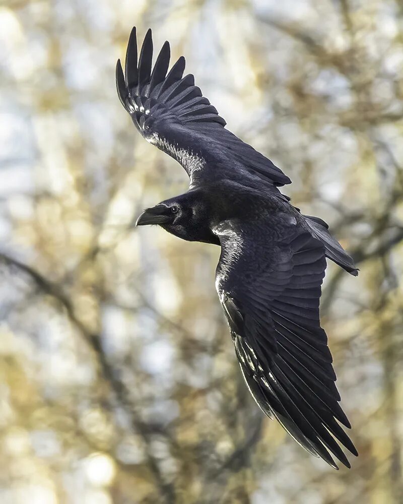 Полет вороны фото Полёт ворона. Photographer Natali Sytina