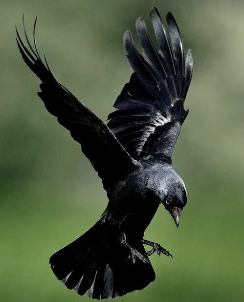 Полет вороны фото Pin by Jim on Illustrations Crow photography, Crow bird, Animal drawings