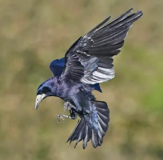 Полет вороны фото Corbeau Freux (Corvus Frugilegus) Crow photography, Crow flying, Raven photograp