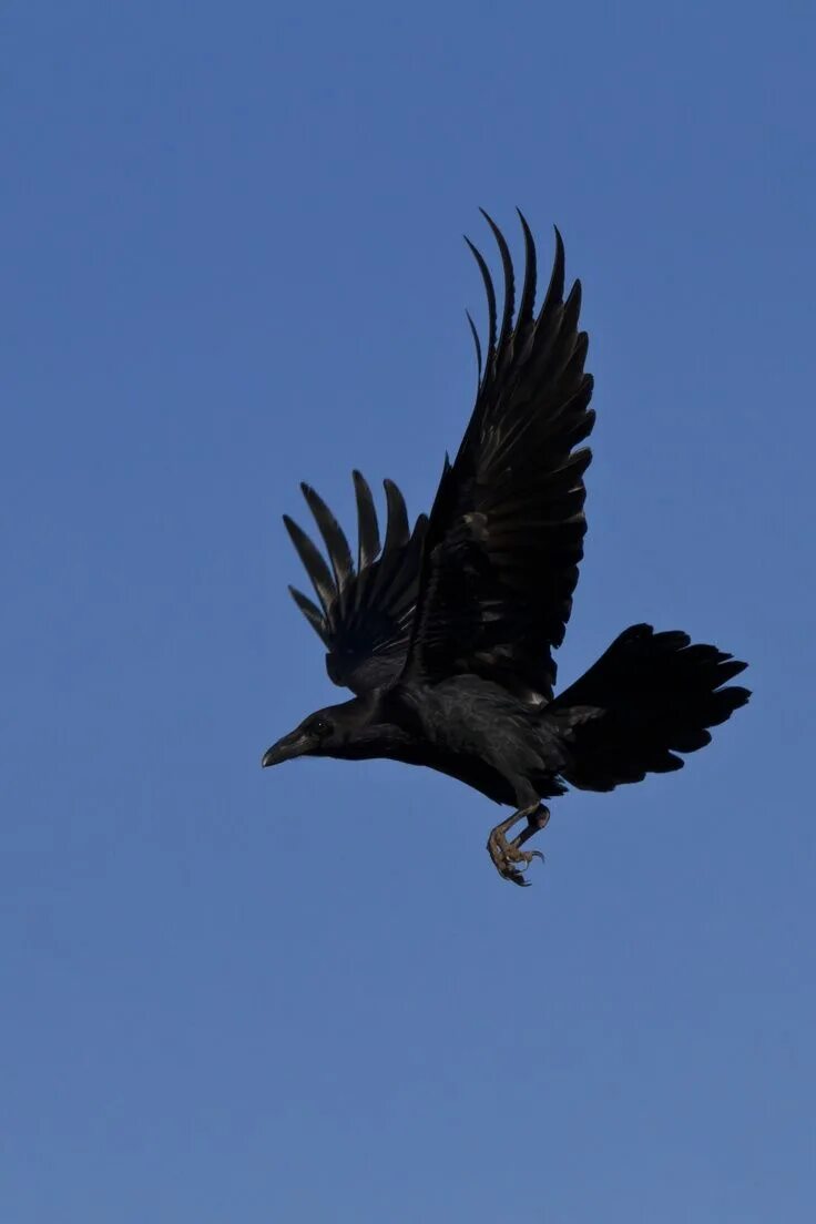 Полет вороны фото raven and crow in flight - Google Search Raven bird, Crow flying, Raven