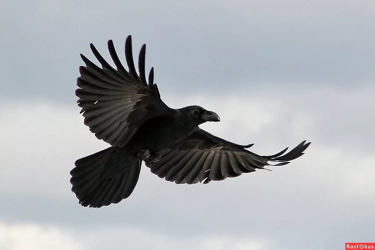 Полет вороны фото Фото: В полете. Фотограф Татьяна Селена. Фото животных - Фотосайт Расфокус.ру