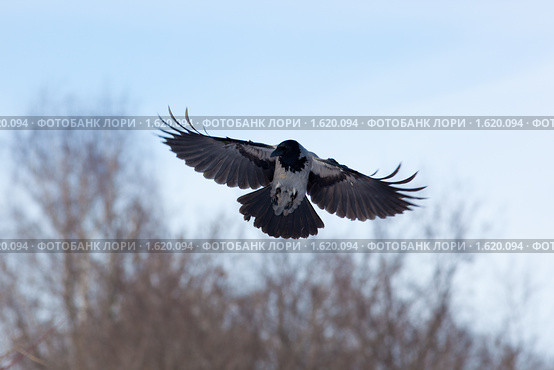 Полет вороны фото Ворона серая, Hooded Crow (Corvus cornix) Стоковое фото № 1620094, фотограф Васи