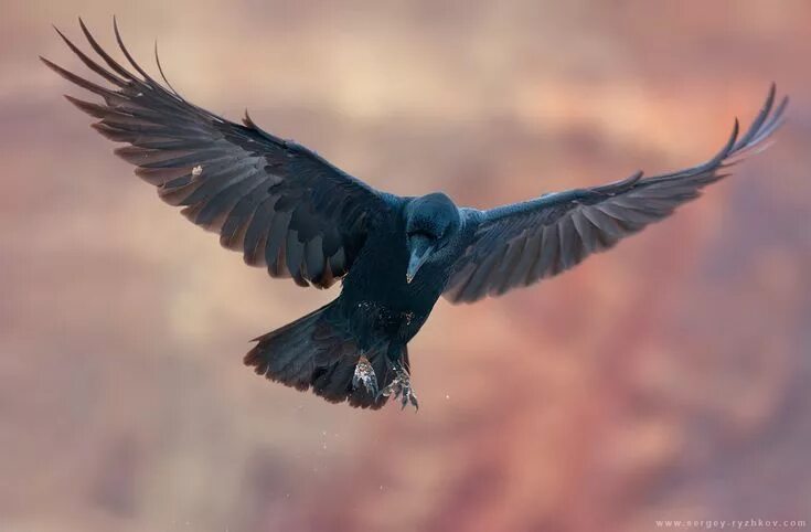 Полет вороны фото Галерея Ворон, Воронье искусство, Животные