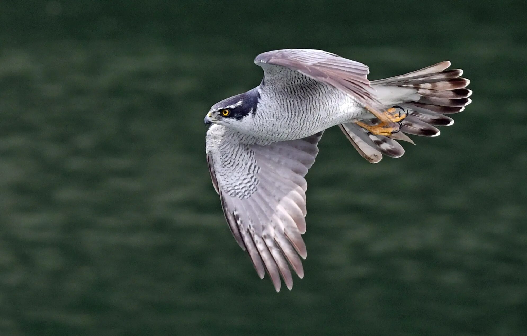 Полет ястреба фото Wallpaper : accipitergentilis, northerngoshawk, goshawk, Fly, Flight, hawk, hawk