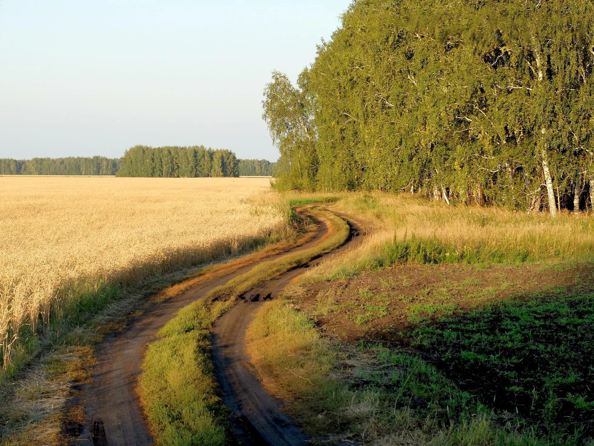 Полевая дорога фото Тропинки родины моей - найдено 80 фото