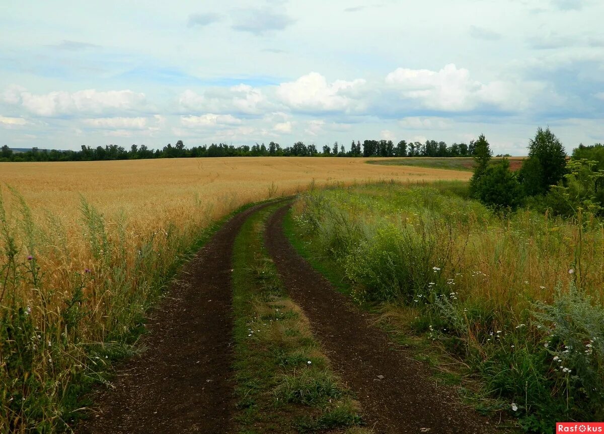 Полевая дорога фото Фото: ИЮЛЬ. ДОРОГИ ПОЛЕВЫЕ.... Фотограф Галина Салимова. Пейзаж. Фотосайт Расфок