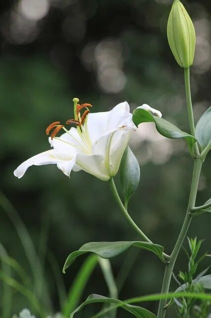 Полевая лилия фото Lily White Flower Wild от OffiDocs для офиса