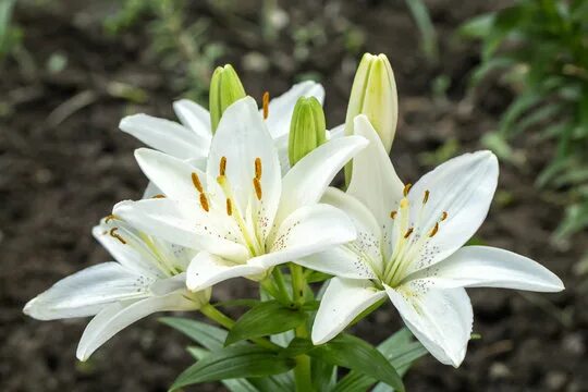 Полевая лилия фото White Lillies Images - Browse 2,893 Stock Photos, Vectors, and Video Adobe Stock