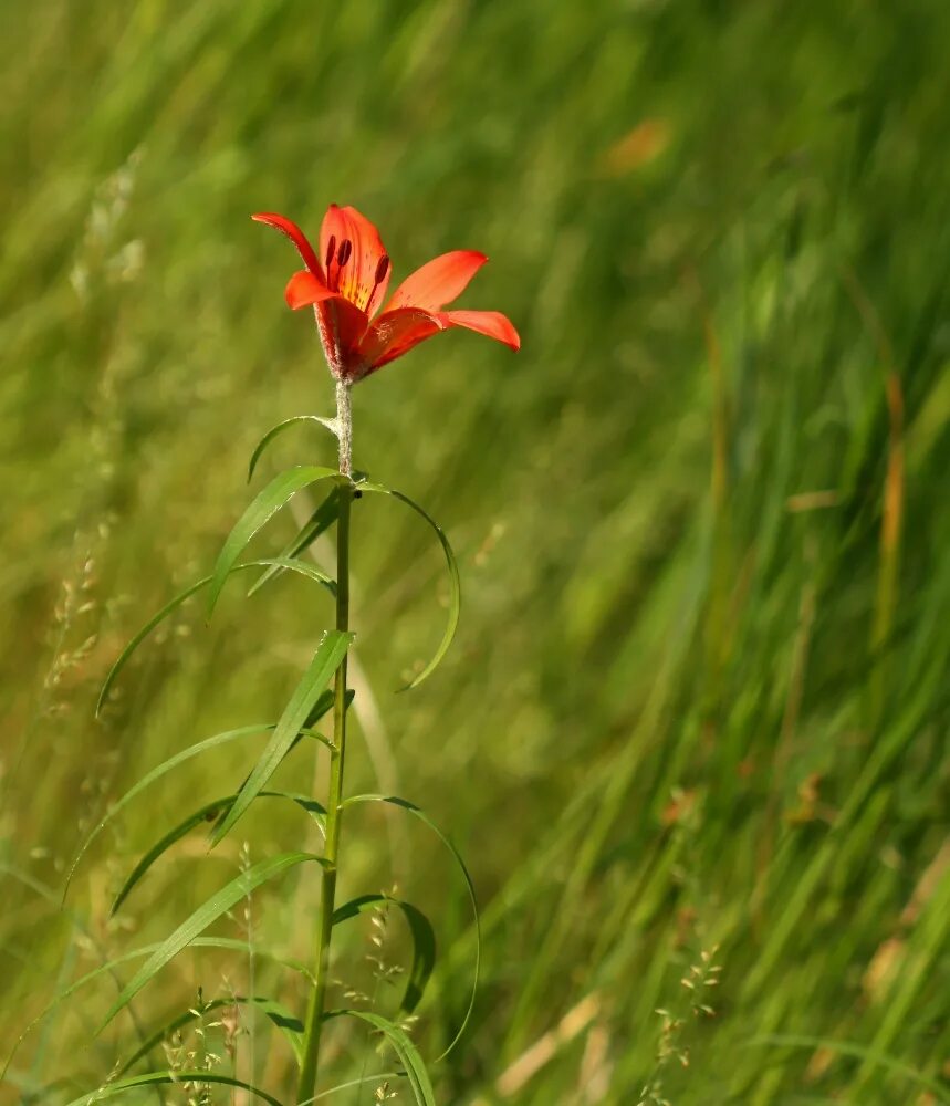 Полевая лилия фото Lilium pensylvanicum - Изображение особи - Плантариум