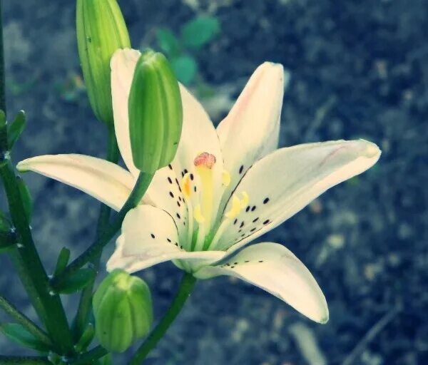 Полевая лилия фото Pin en Flowers Azucena, Flores, Plantas