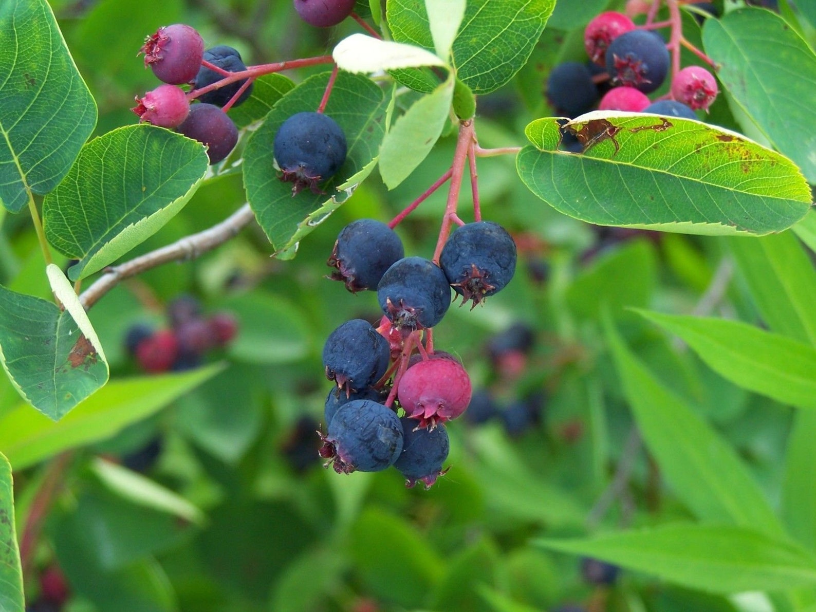 Полевая ягода фото Juneberry Serviceberry Amelanchier lamarckii 50 seeds Etsy