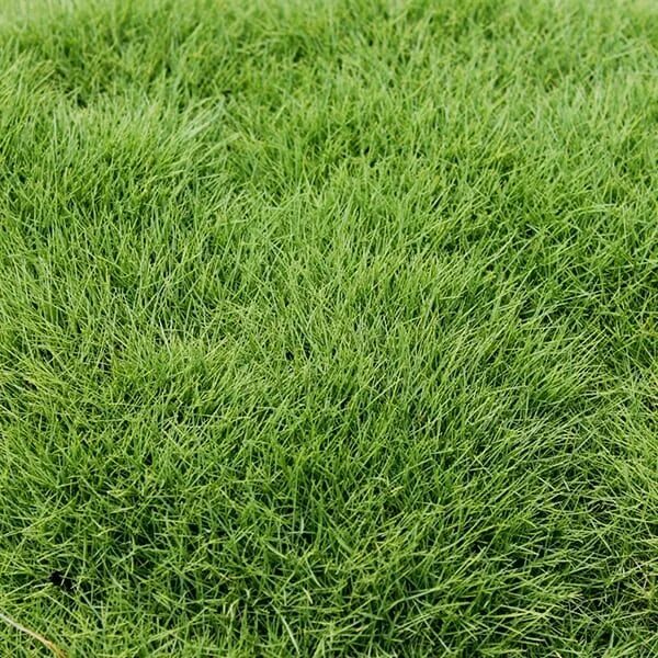 Полевица газонная трава фото One Sq. Foot of Zeon Zoysia ™ Sod - Green Thumb Nursery Máy cắt cỏ, Cát, Cỏ