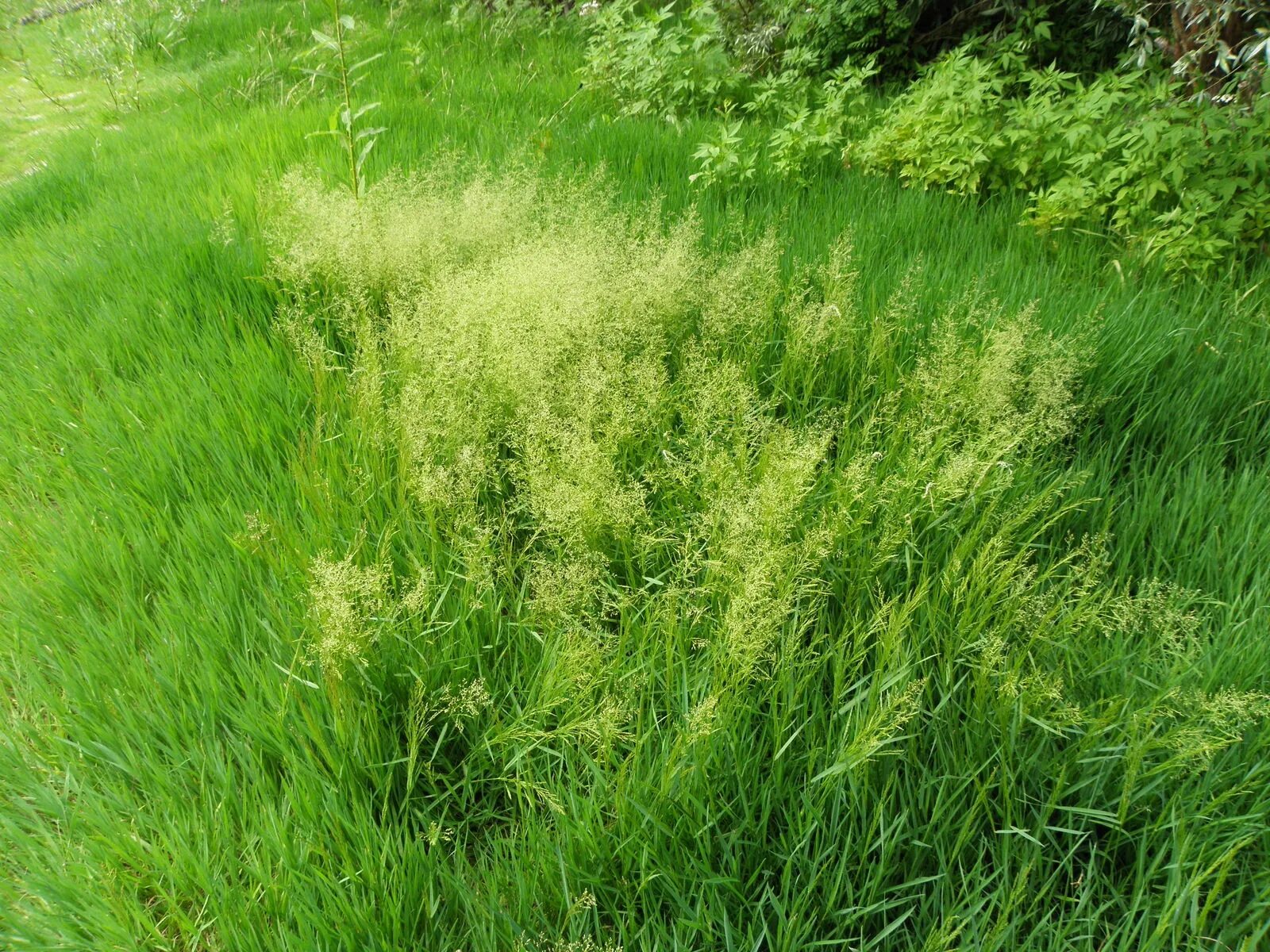 Полевица газонная трава фото Agrostis stolonifera L. Plants of the World Online Kew Science