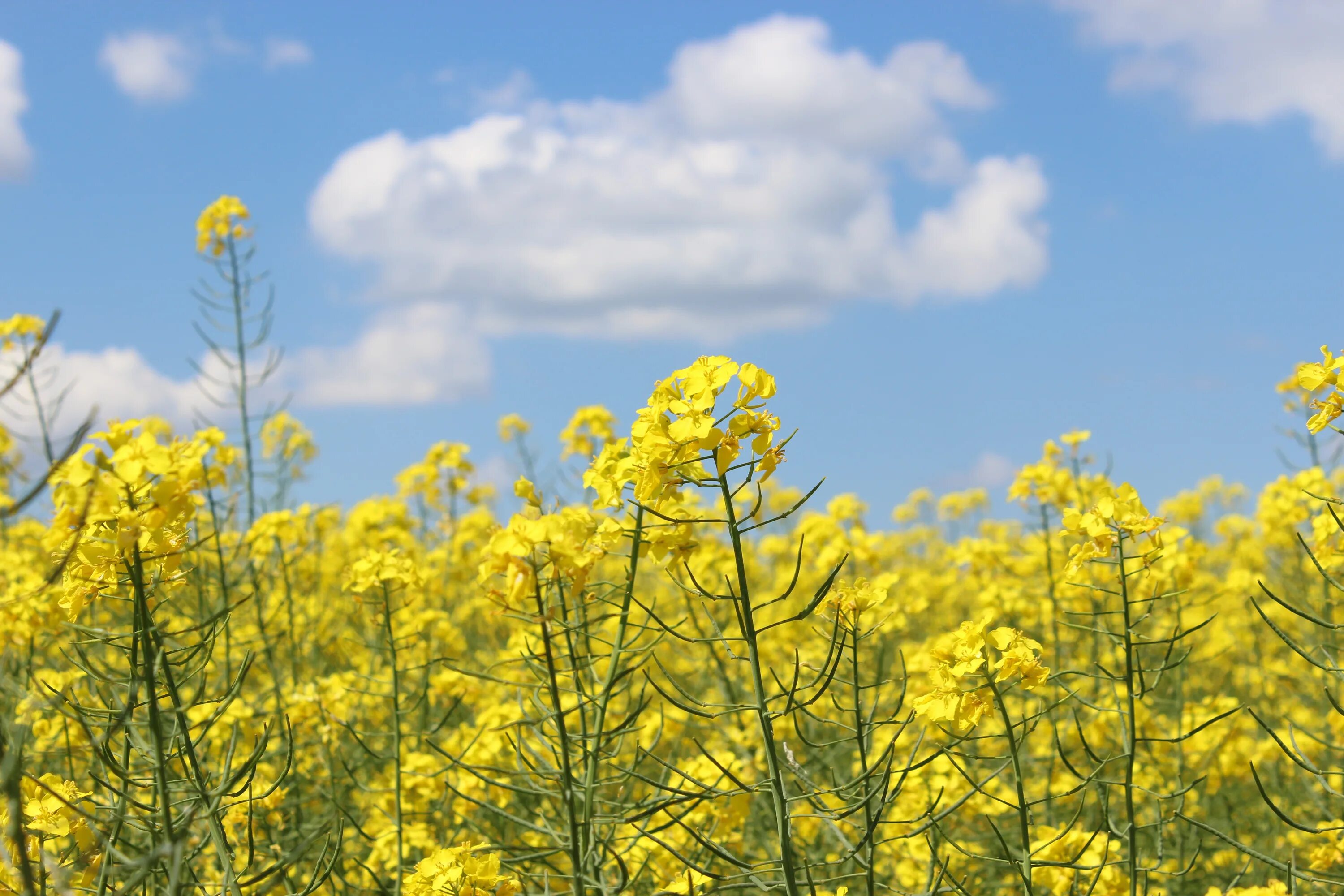 Полевое растение с желтыми цветами фото Free Images : nature, sky, field, meadow, prairie, sunlight, flower, clear, food