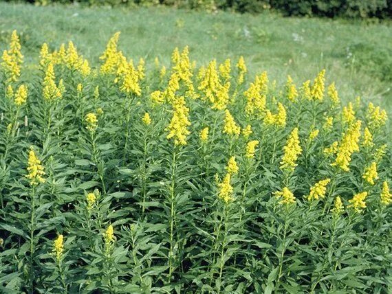 Полевое растение с желтыми цветами фото 200 Canada Goldenrod Seeds. Solidago Canadensis. Chemical Free. - Etsy Seeds, Ca