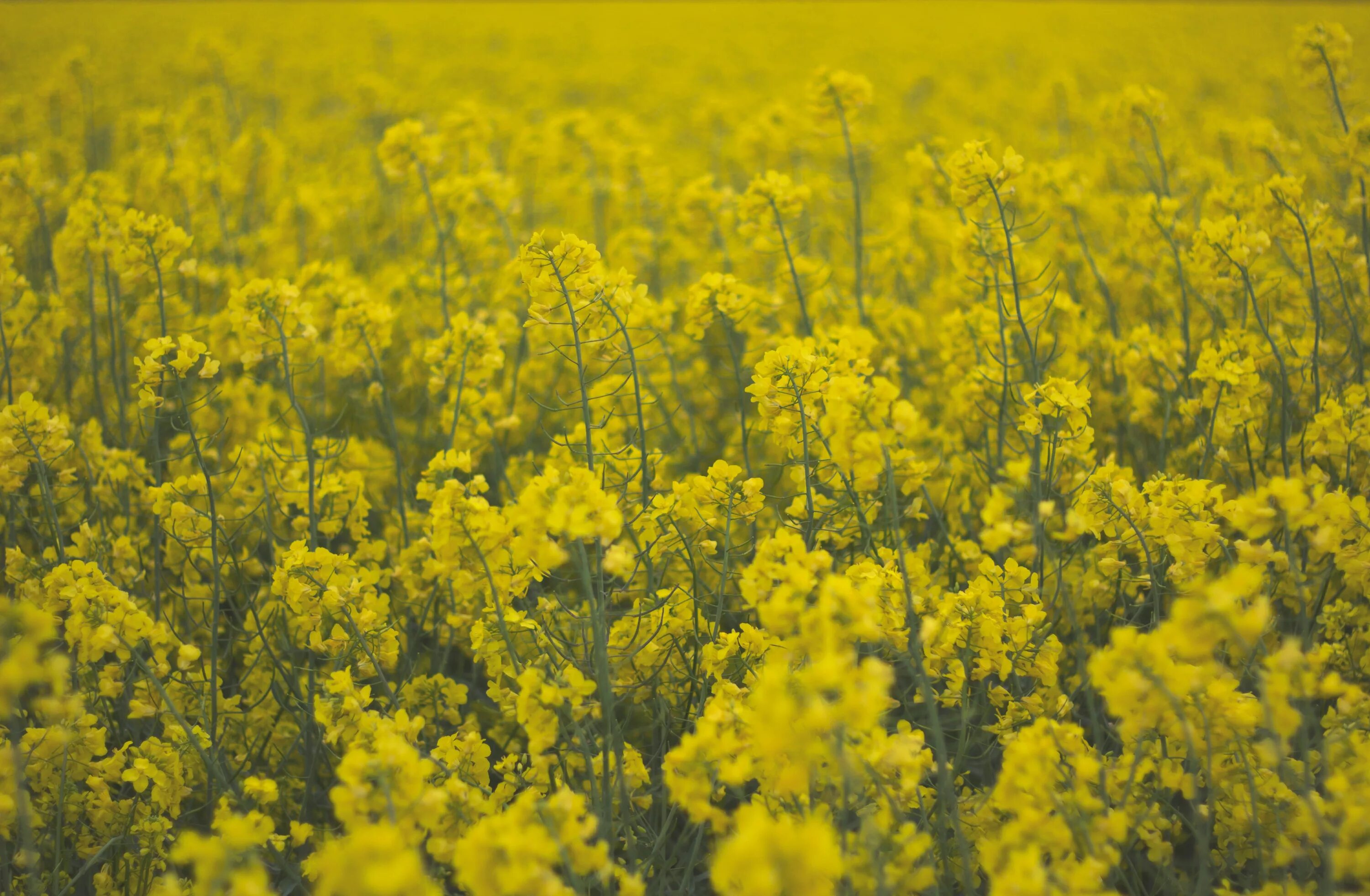 Полевое растение с желтыми цветами фото Wallpaper : food, flowers, plants, field, yellow, Rapeseed, flower, canola, agri