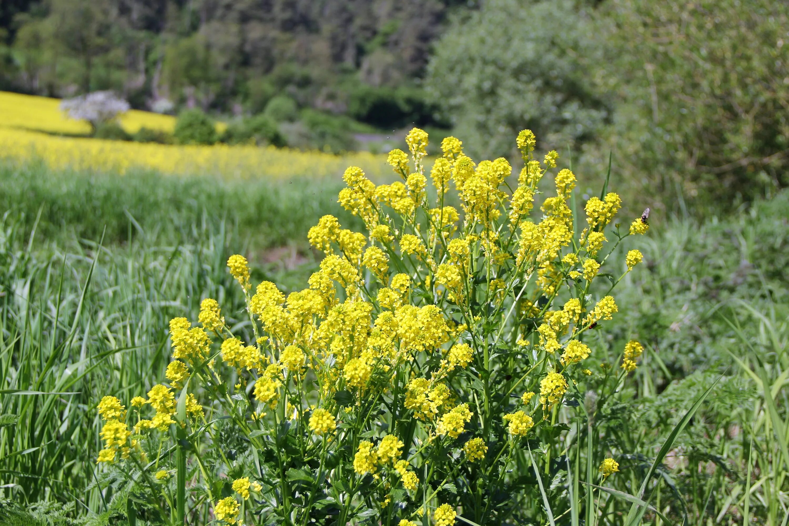 Полевое растение с желтыми цветами фото Yellow Plant Flowers free image download