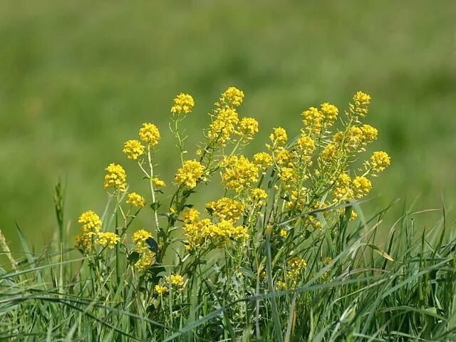 Полевое растение с желтыми цветами фото Файл:Barbarea vulgaris habitus.jpeg - Вікіпедыя