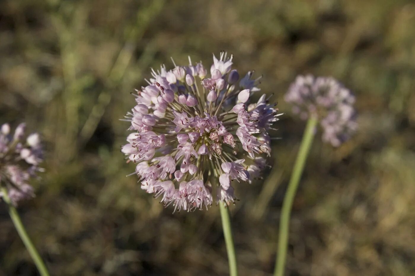 Полевой лук фото Allium senescens - Image of an specimen - Plantarium