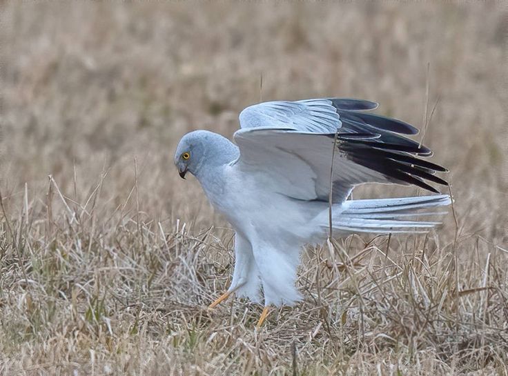 Полевой лунь фото птицы Полевой лунь Hen harrier Circus cyaneus in 2023