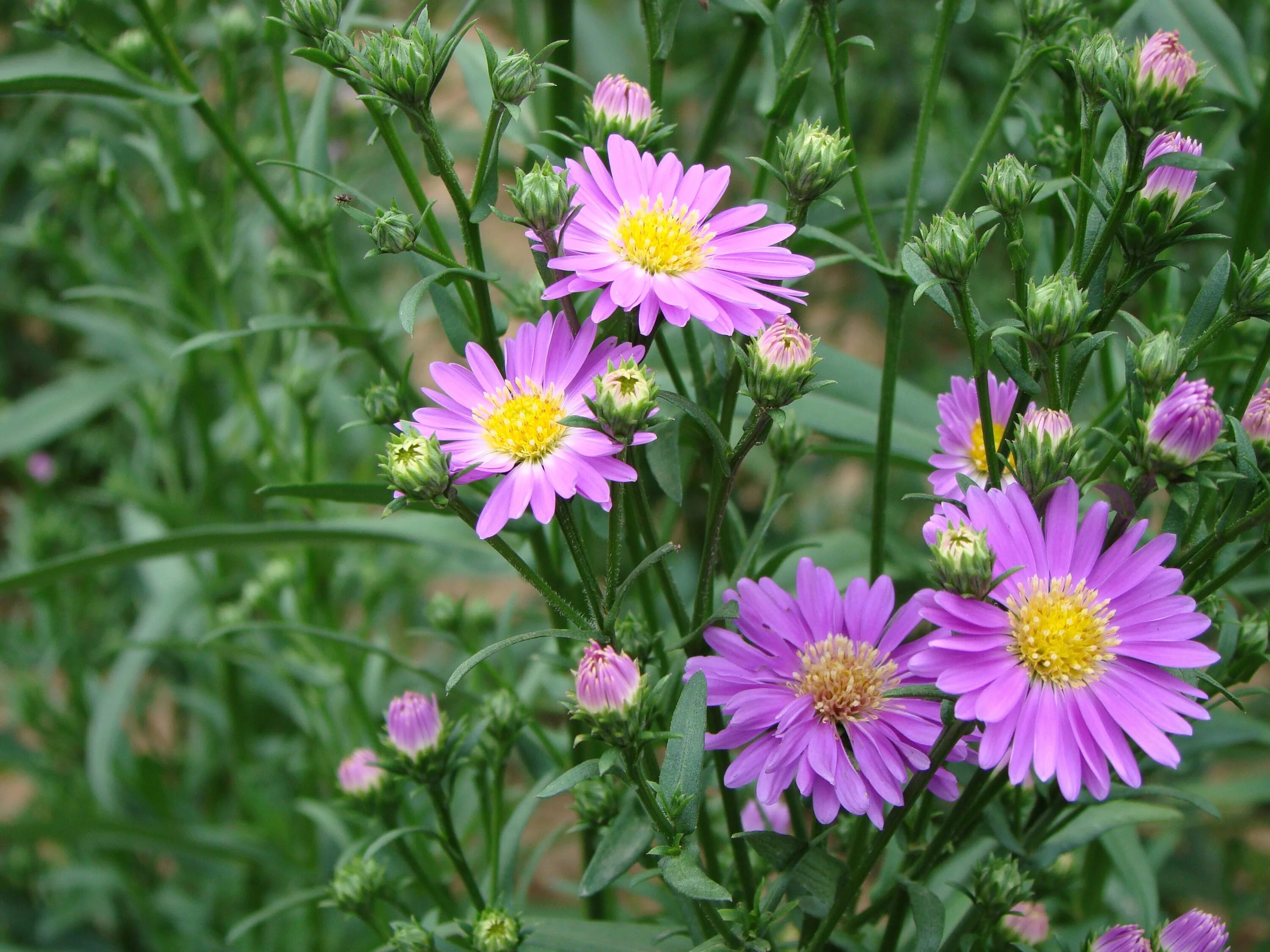 Полевые хризантемы фото Free Images : meadow, purple, botany, flora, wild flower, wildflower, aster, chr