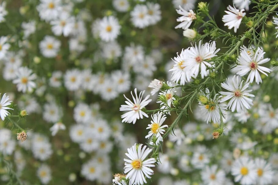 Полевые хризантемы фото 2560x1600px Free download wild aster, nature, aster, wild, wildflower, white, bl