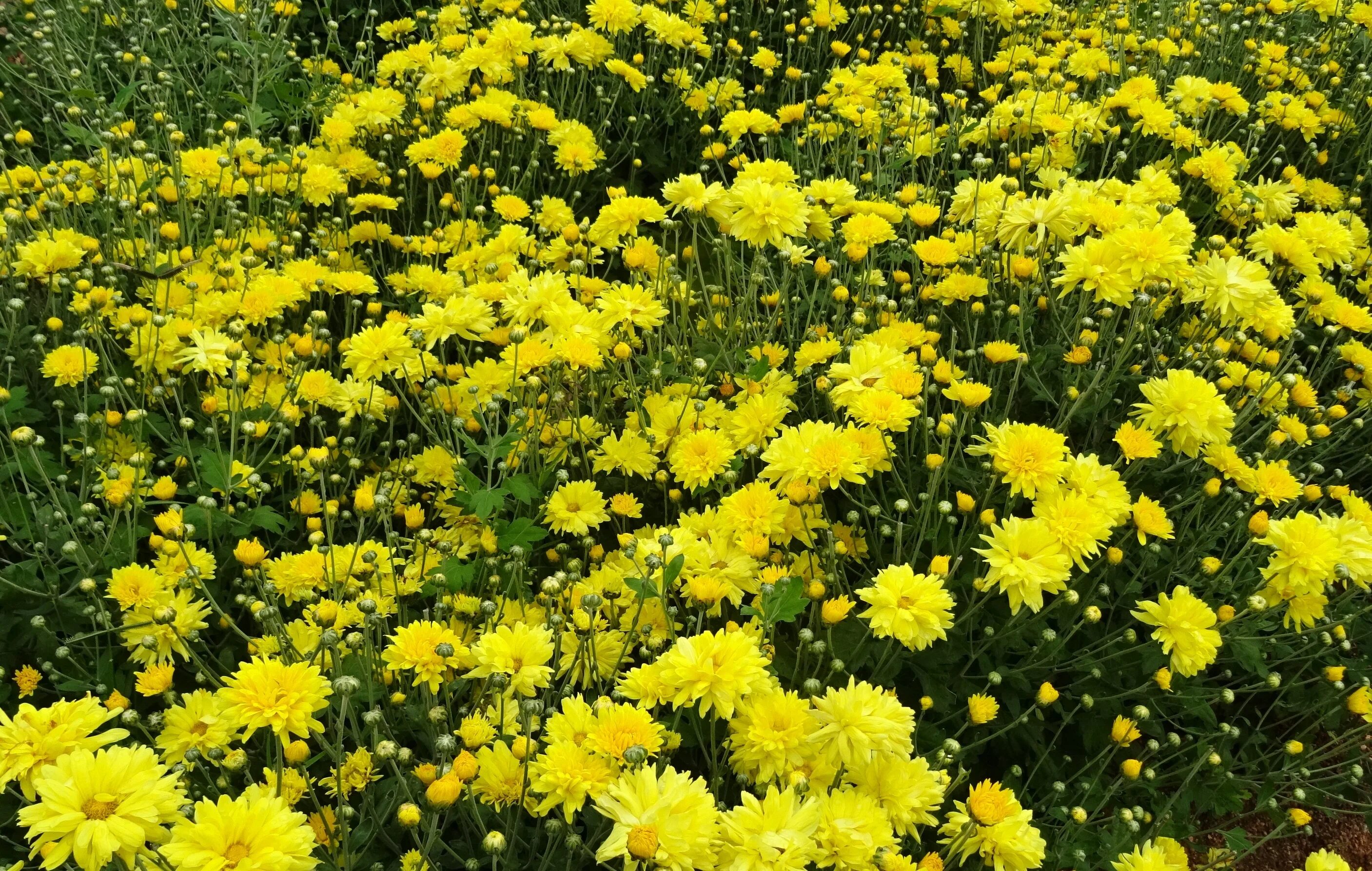 Полевые хризантемы фото Free Images : blossom, meadow, flower, bloom, yellow, flora, wildflower, shrub, 