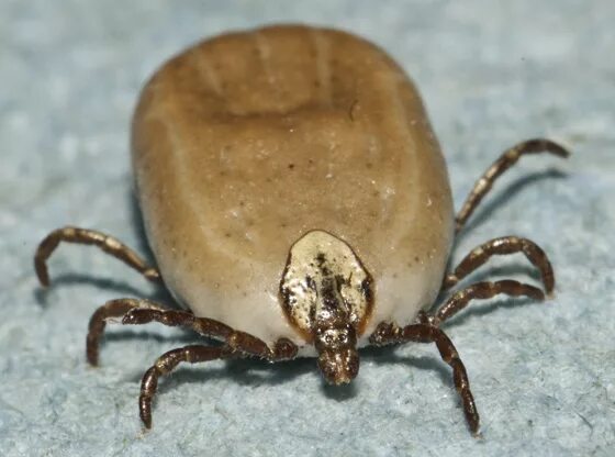 Полевые клещи фото tick - Dermacentor similis - BugGuide.Net