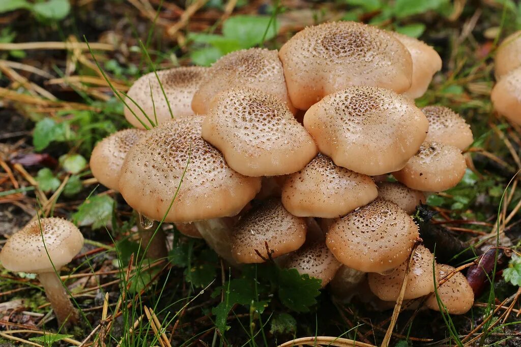 Полевые опята фото Honey Fungus There's lots of this around at the moment. John Balcombe Flickr