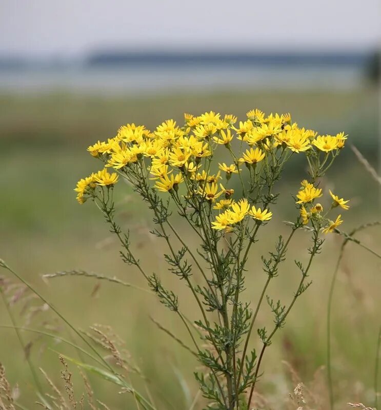 Полевые цветы желтого цвета фото с названиями Senecio jacobaea - Image of an specimen - Plantarium