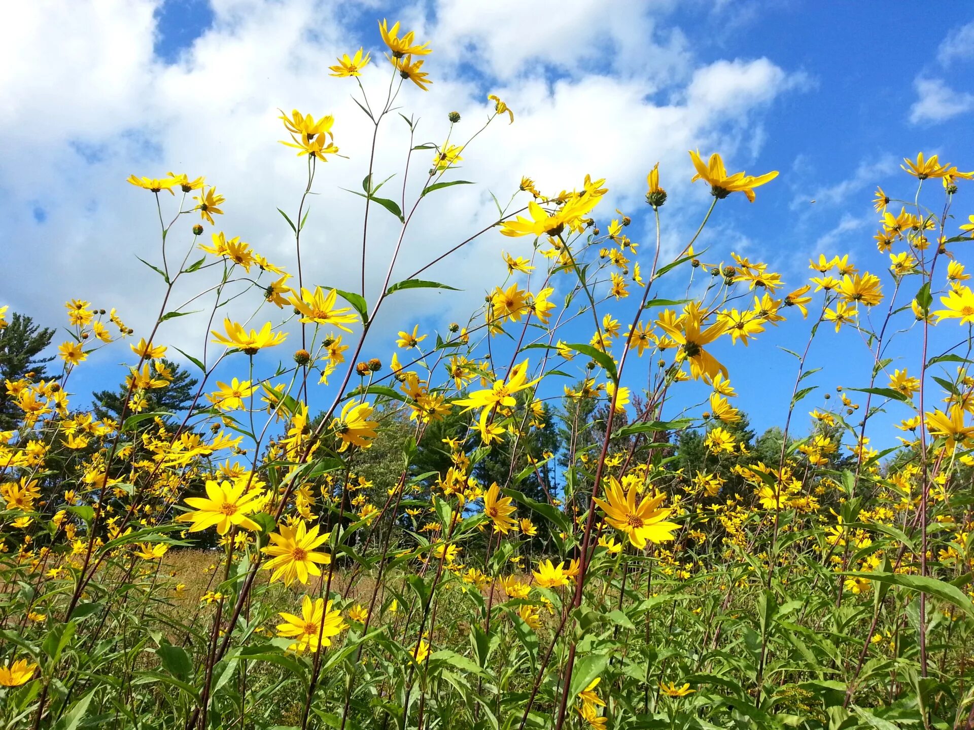 Полевые цветы желтого цвета фото с названиями Flower,flowers,yellow,field,garden - free image from needpix.com