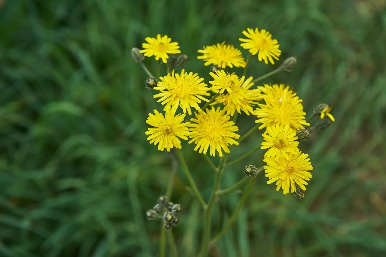 Полевые цветы желтого цвета фото с названиями Edit free photo of Yellow flowers,flora,yellow,nature,botany - needpix.com