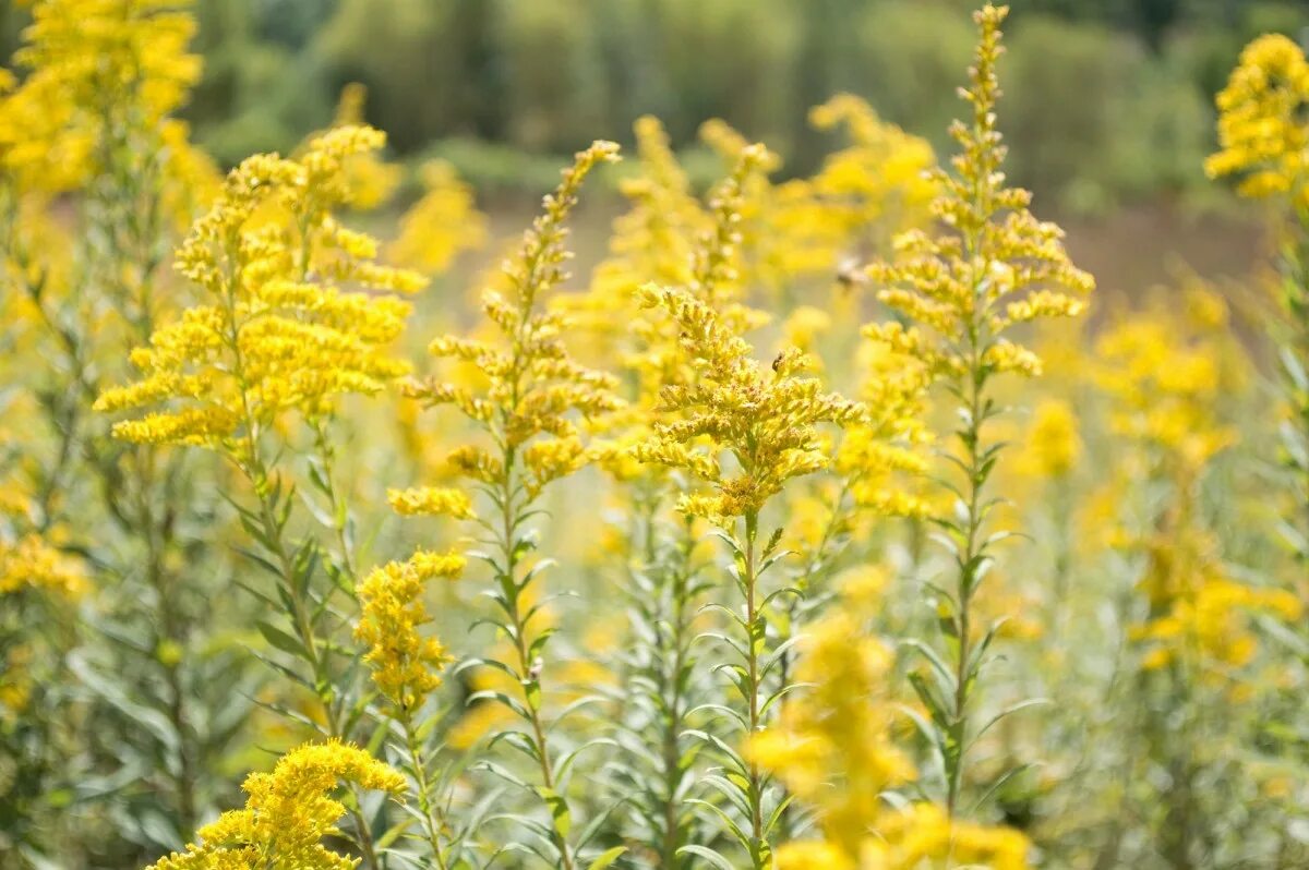 Полевые цветы желтого цвета фото с названиями Free Images : field, meadow, prairie, flower, food, herb, produce, vegetable, cr