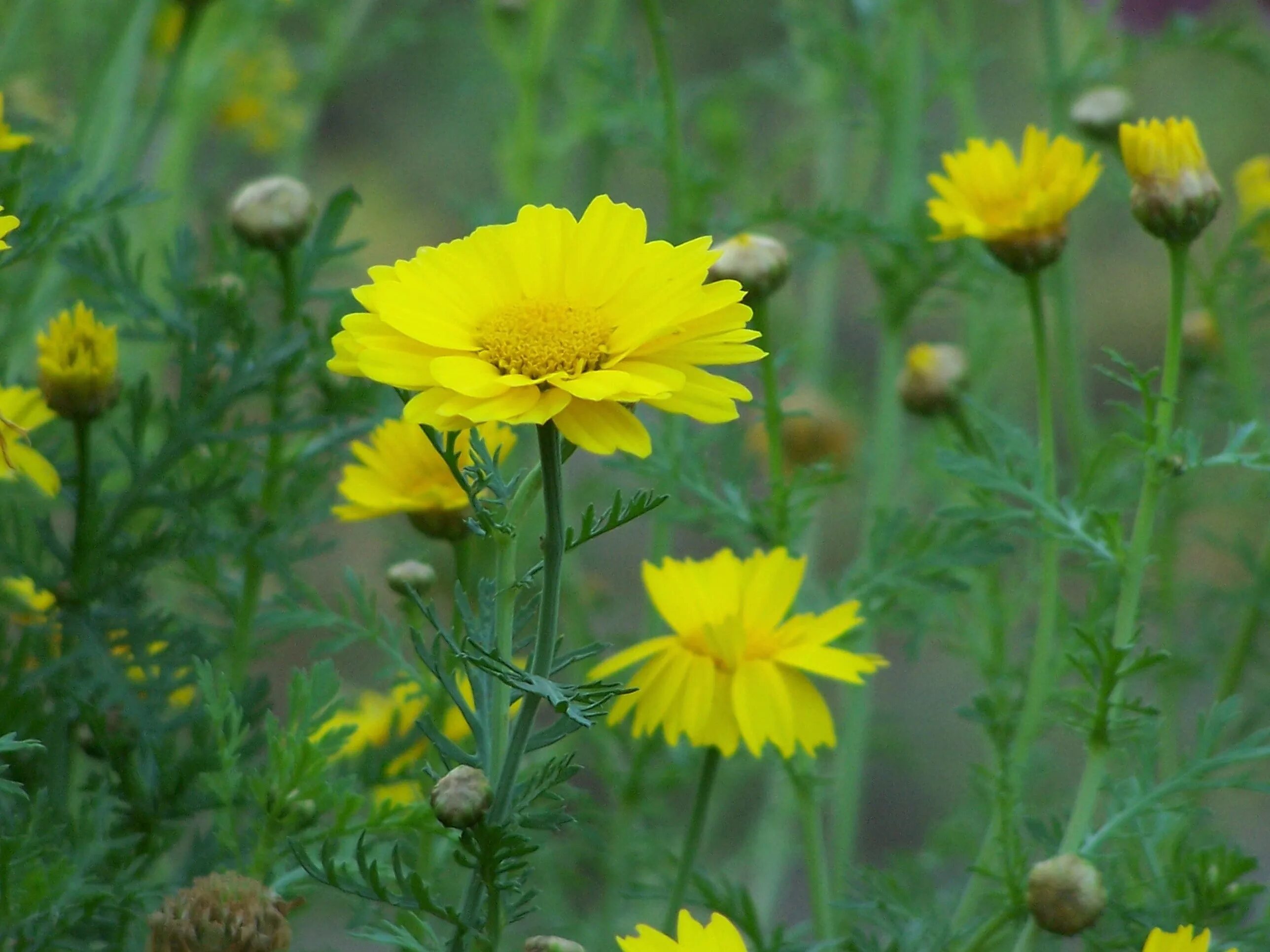 Полевые цветы желтого цвета фото с названиями Free Images : nature, field, meadow, prairie, herb, garden, flora, yellow flower