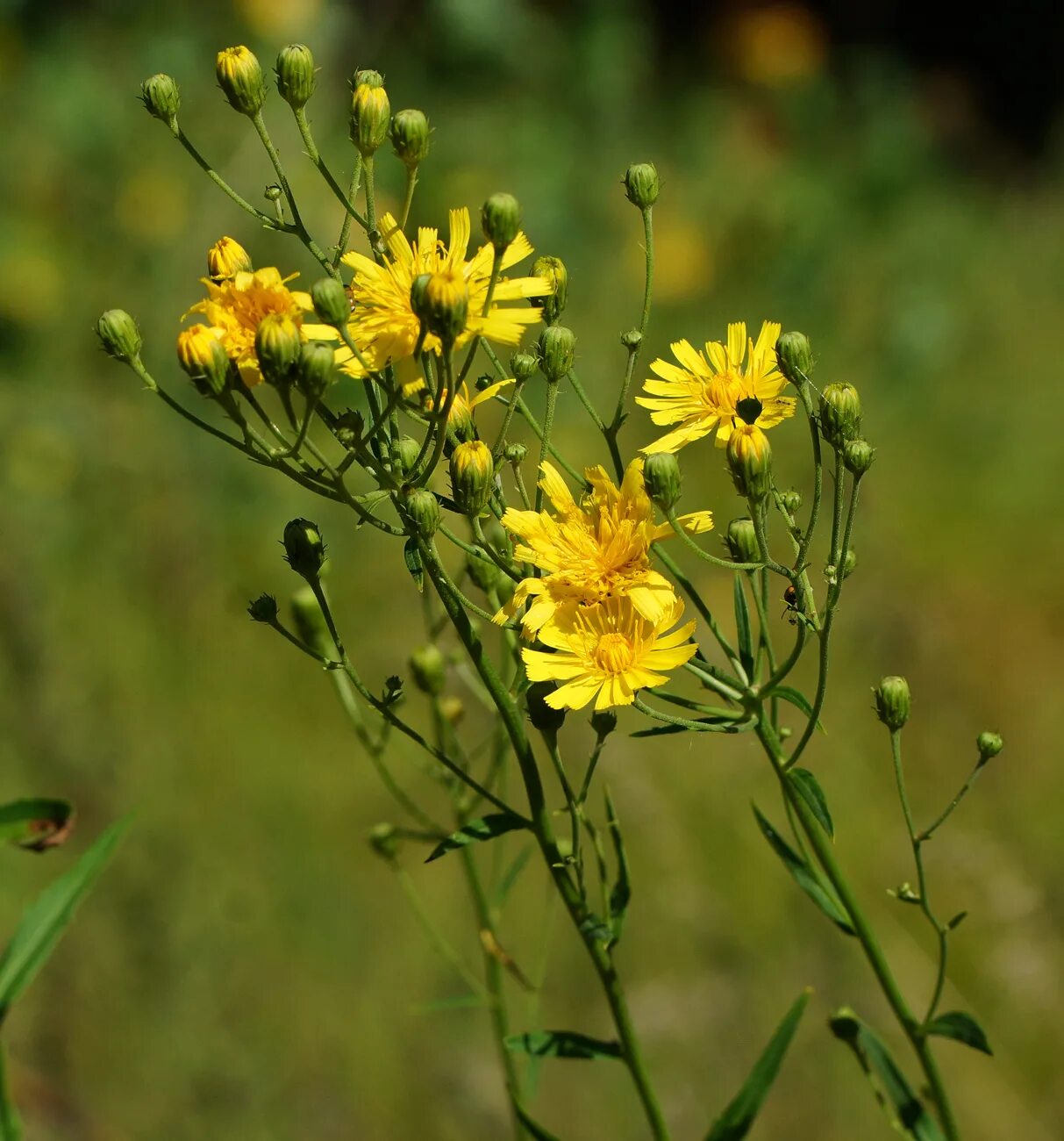 Полевые цветы желтого цвета фото с названиями Hieracium umbellatum - Image of an specimen - Plantarium