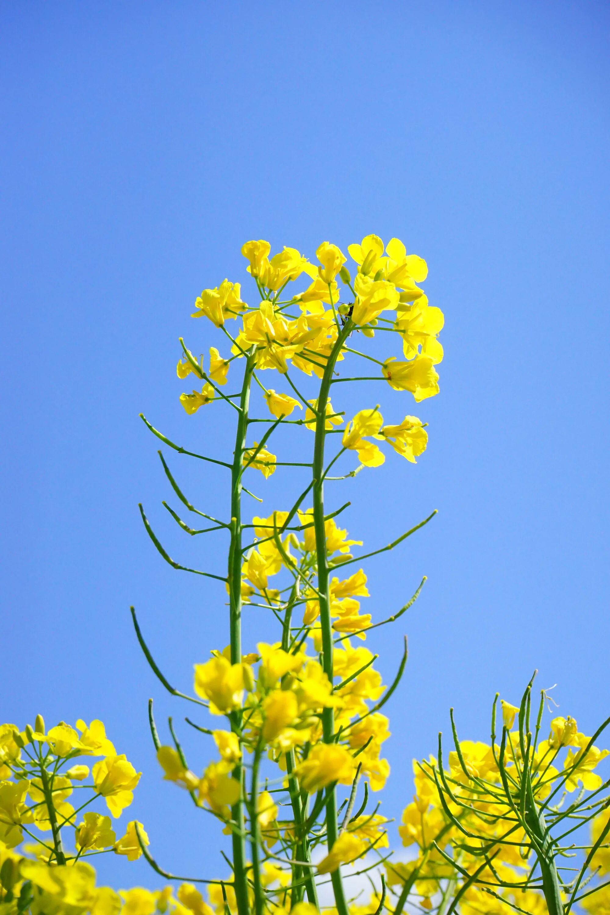 Полевые цветы желтого цвета фото с названиями Yellow flowers in the rapeseed field free image download