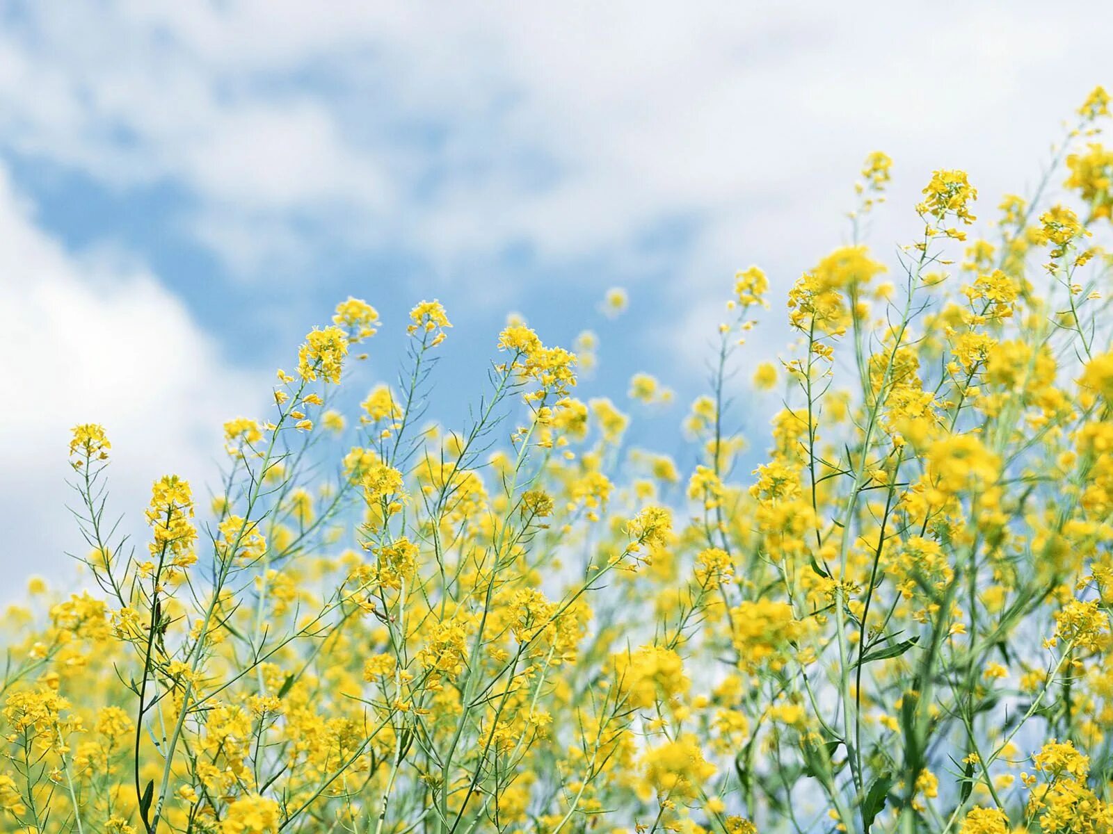 Полевые цветы желтого цвета фото с названиями Cultivating Mustard: Tips for a Successful Harvest