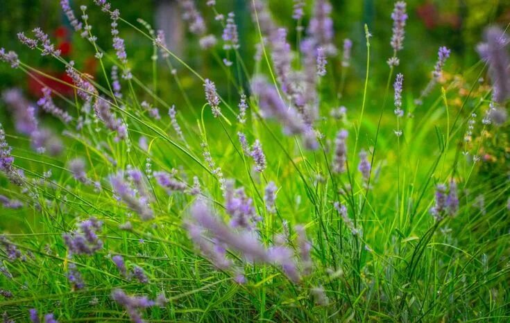 Полевые травы фото Lavanda: Qual tipo de óleo essencial desta planta é ideal para você? Plants, Gar