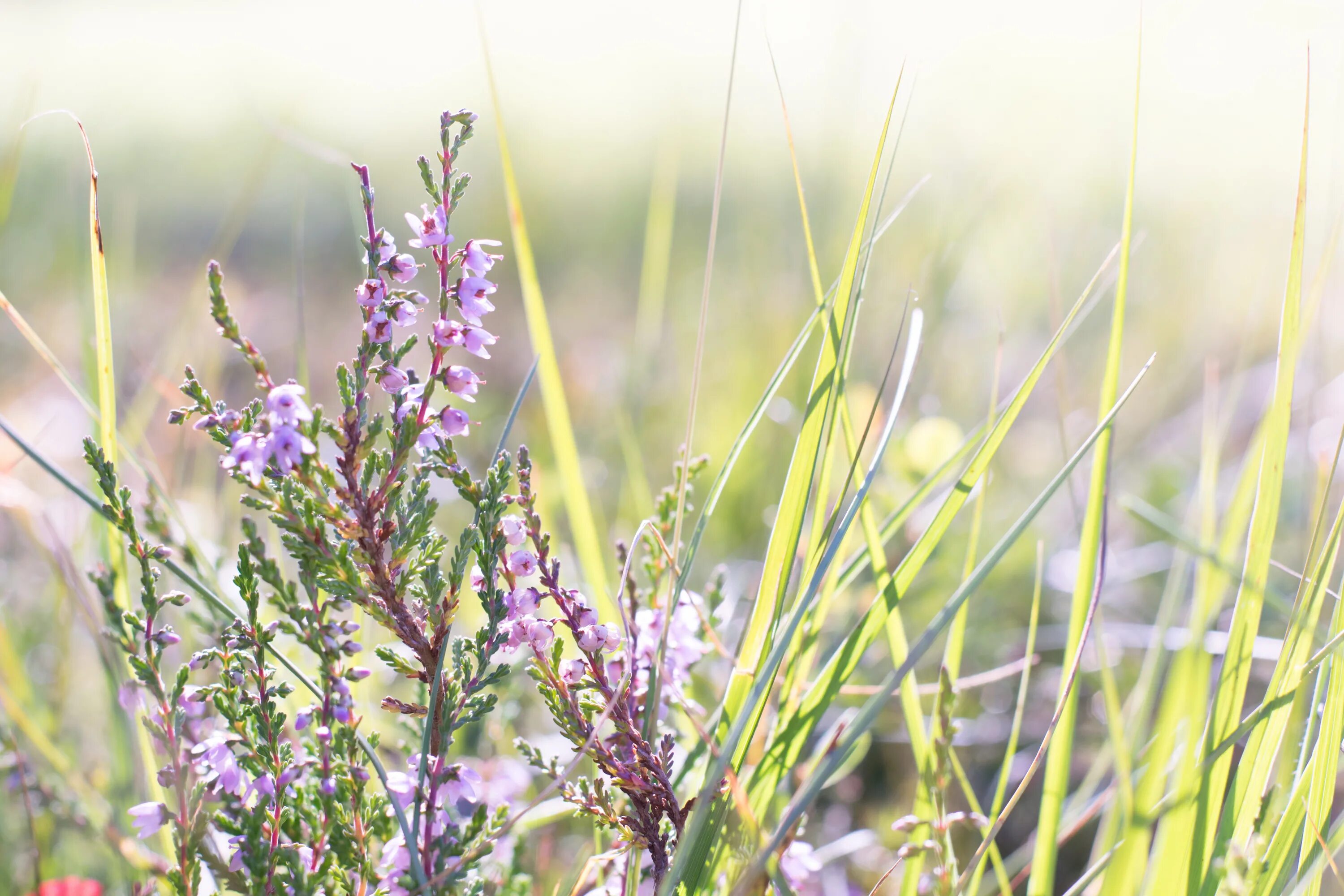 Полевые травы фото Free Images : nature, field, meadow, prairie, purple, bloom, herb, botany, pink,