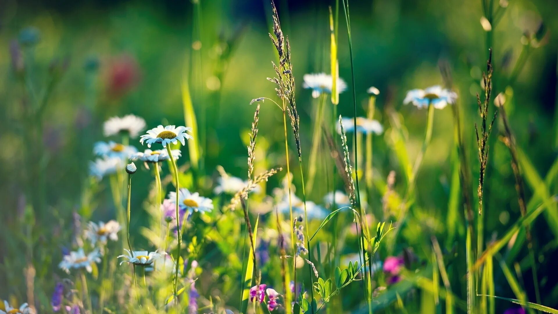 Полевые травы фото Wallpaper : sunlight, flowers, water, nature, field, green, daisies, dew, flower