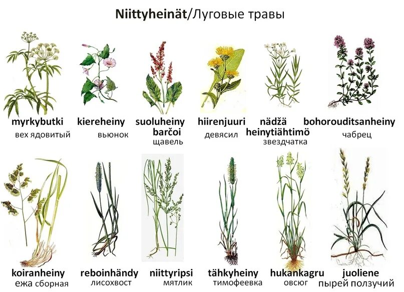 Полевые травы фото с названиями niittyheinät - луговые травы 2023 Luvemmo yhtes "Читаем вместе" ВКонтакте