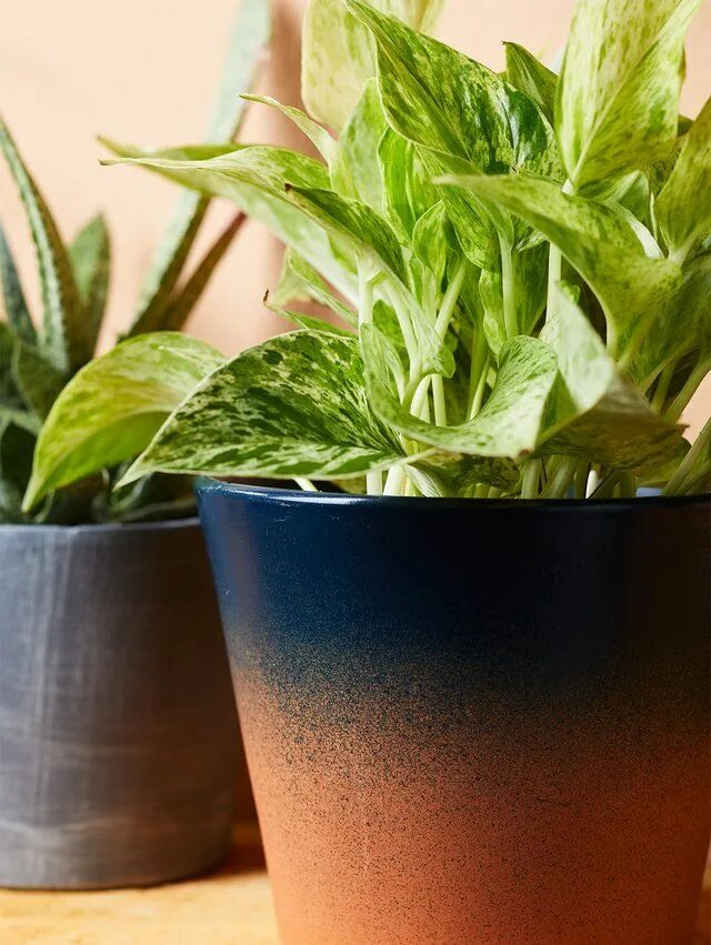 Полезные комнатные растения фото 4 Tips for Choosing the Best Containers for Your Houseplants Easy care indoor pl