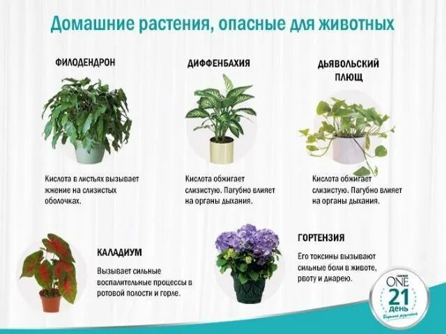 Самые полезные комнатные растения для квартиры Garden plants design, Home flower