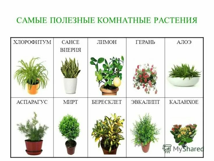 Полезные комнатные растения фото и название Пин от пользователя Наталья Прозорова на доске цветы Растения, Комнатные травы, 