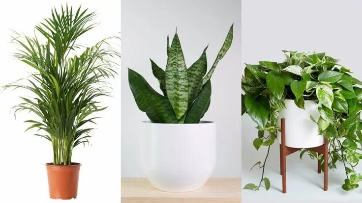 Полезные комнатные цветы фото 8 Indoor Plants That Purify The Air In Your Home https://youtu.be/FytcADb2TqE In