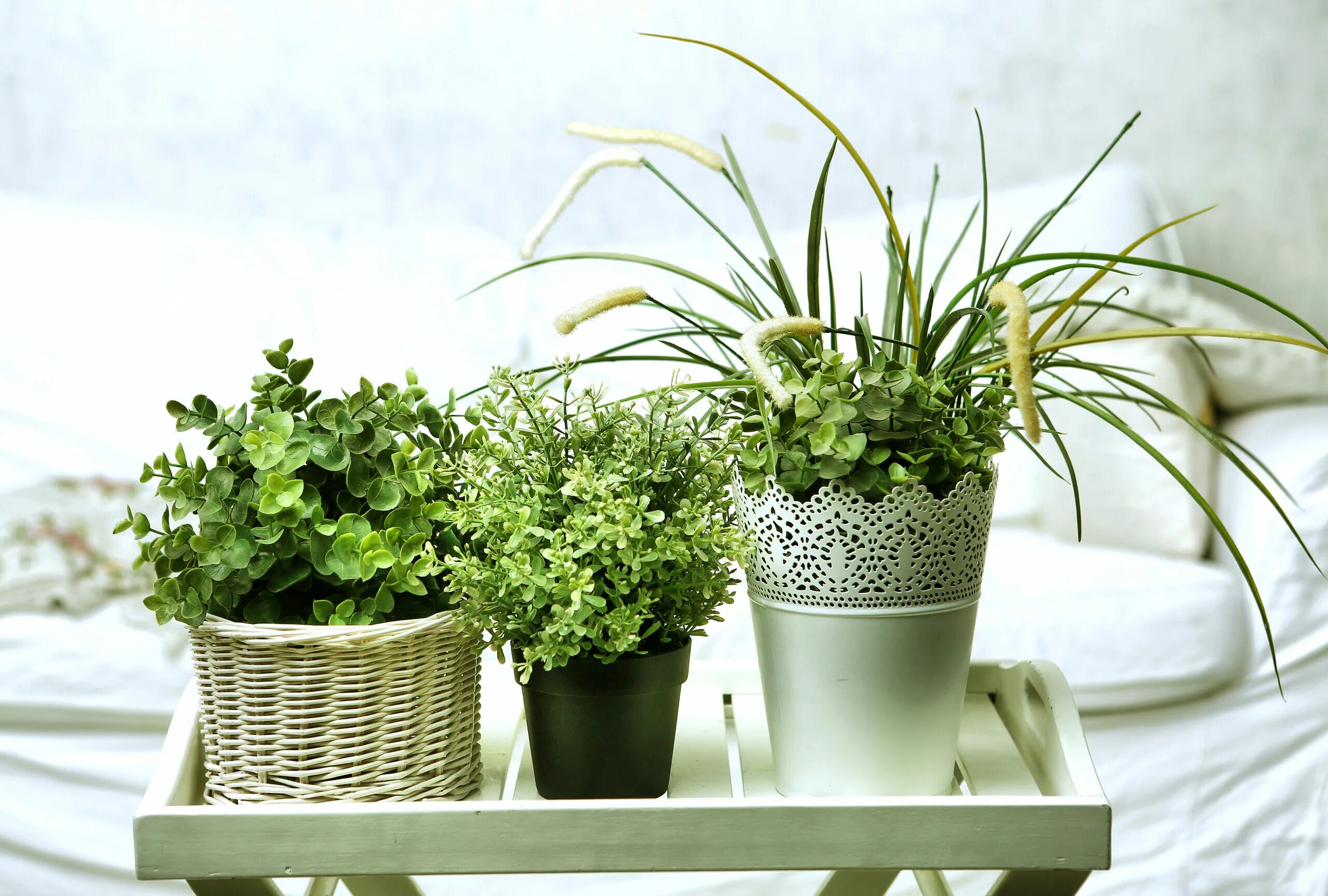 Полезные комнатные цветы фото Houseplants Can Clean Indoor Air - Buffalo Healthy Living Magazine